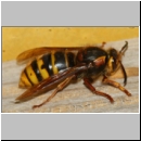 Dolichovespula media - Mittlere Wespe 04b 20mm Koenigin - beim Holzschaben Garten.jpg